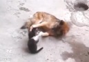 Tanışma merasimi ) Anne kedi eski dostunu yavrularıyla tanıştırıyor...
