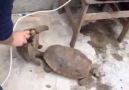 Taporra olha a giromba da tartaruga