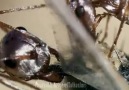 Tarak Parmaklı Kertenkele ve Gümüş Karıncalar Belgesel Günlüğü