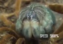 Tarantulanın deri değiştirme anı