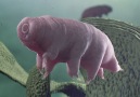 Tardigrades The Toughest Creatures on Earth