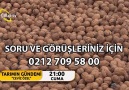 TARIMIN GÜNDEMİ CEVİZ ÖZEL