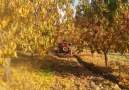 Tarlamızda ve Köyümüzde 1 gün.. Müzik Zurna Cemal Usta..15 Kasım 2015