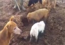 Tarlasını Fareler Basan Adamın Köpekleriyle Bulduğu Çözüm