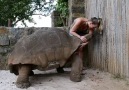 Tartaruga gigante