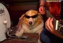 Tarz Sahibi Köpekten Canlı Müzik Performansı