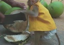 Tasty Rural - Super Screaming Monkey Wants Coconut Juice Facebook