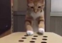 Tatlılıkta Sınır Tanımayan Kedinin Eğlenceli Oyunu.. :))