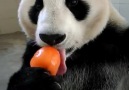 Tatlış Tatlış Dondurma Yiyen Panda