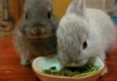 Tatlı Tavşancıklar