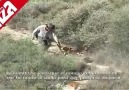 Tavşan Avı Hare hunting