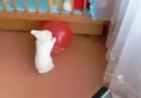tavşanın balonla imtahanı :)))