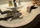 Tavşanın İnanılmaz Banyo Keyfi :)
