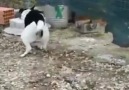 Tavuğa Hallenen Köpek