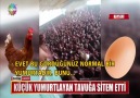 Tavuk musun bıldırcın mı