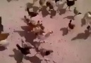tavuk saldırısı