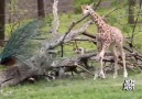 Tavus kuşunu bitki zanneden zürafa yavrusu