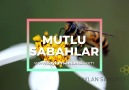 Taylan Samancı - Mutlu Sabahlar Facebook