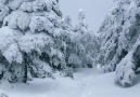 tayqada qış...... sanki nağıllardakı meş..