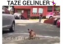 Taze Gelin vs Kıdemli Gelin ( Temsili )