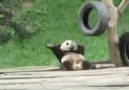 Teach me how to panda!