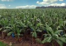 Technology of agriculture in Israel harvesting bananas