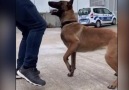 Tecrübe Ettik - Polis eğitiği kurt köpeğinle karşılıklı ...