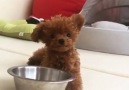 Teddy Bear Puppy