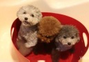 Teddy Bear Pups Have A Bath