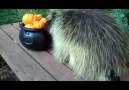 Teddy The Adorable Porcupine