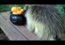 Teddy The Adorable Porcupine