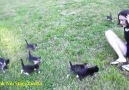 Teeny Tiny Kitten Parade That Will Melt Your Heart