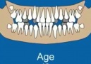 Teeth eruption timeline