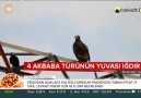 Tekelti TV - Iğdır&Akbabaları Facebook