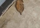 Tek Kelimeyle İnanılmaz Yaprağa Dikkatli Bakın