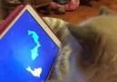 Teknoloji kolik kedişler