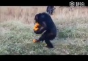 Tek seferde 13 portakal taşıyan şempanze