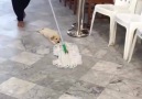 Temizlik yaparken hissettiğim... Köpek olan ben...