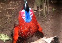 Temminck's Tragopan Display