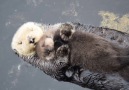 Tendresse & DouceurUne maman loutre cline son bb en flottant paisiblement ..