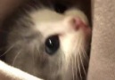 Tenha um gatinho