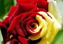 Ten photo ROSES for you