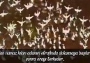 Teslimiyet Bu Olsa Gerek Kardeşler !!!