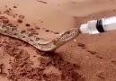Thanks for helping this thirsty snake in hot desert Must Watch