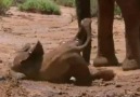That's Not How You Elephant