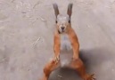 That squirrel dances better than me