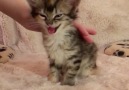 Thats the tiniest squeakiest meow