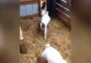 That&why I love baby goats