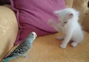 The Angora kitten and his playmate Budgerigar )ABSOLUTELY ADORABLE