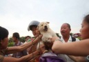 The annual dog meat festival in China